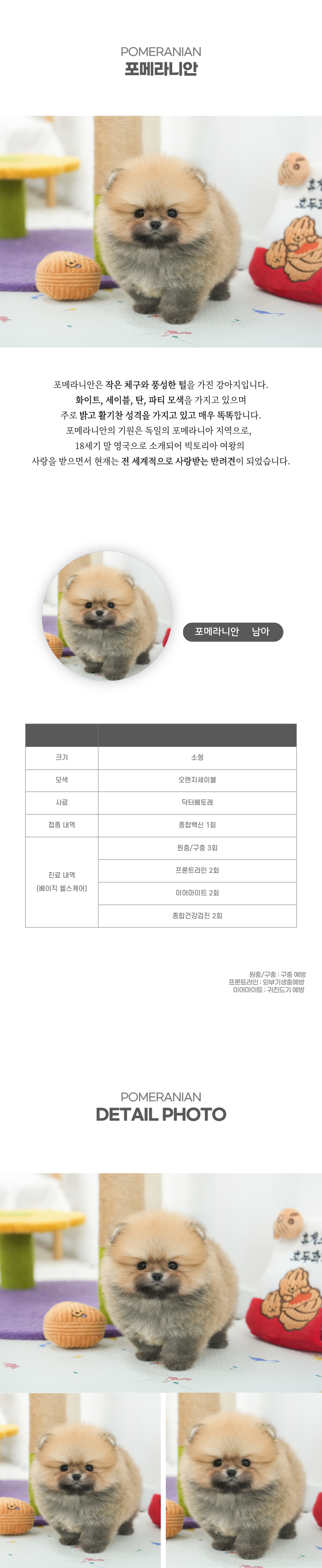 포메라니안_상세이미지_2